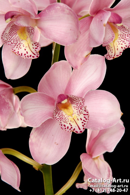 Pink orchids 57